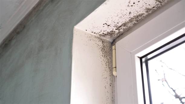 Best Industrial Mold Remediation  in Crown Pot, IN