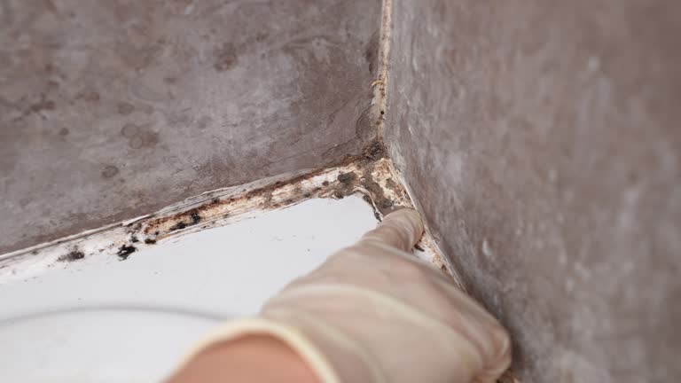 Professional Mold Removal in Crown Point, IN